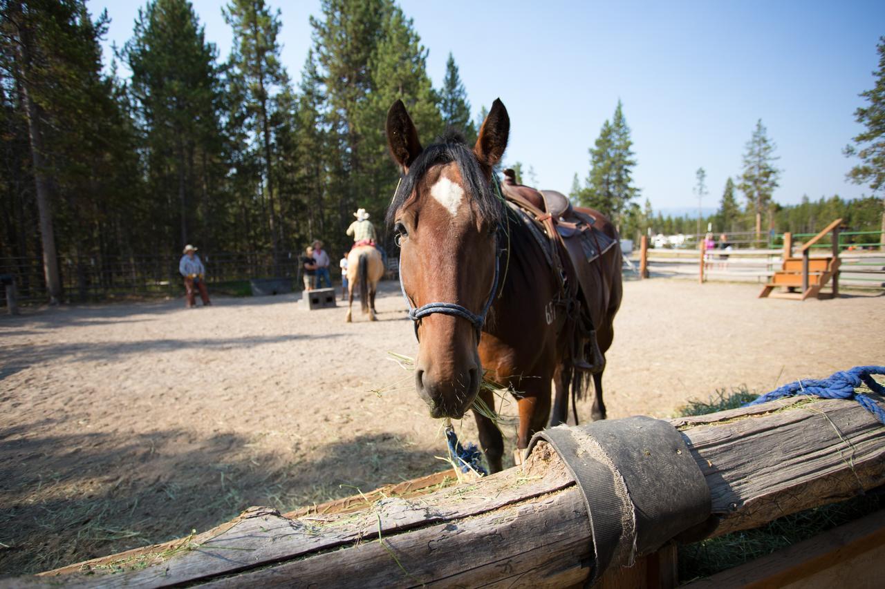 Headwaters Lodge & Cabins At Flagg Ranch Moran Buitenkant foto